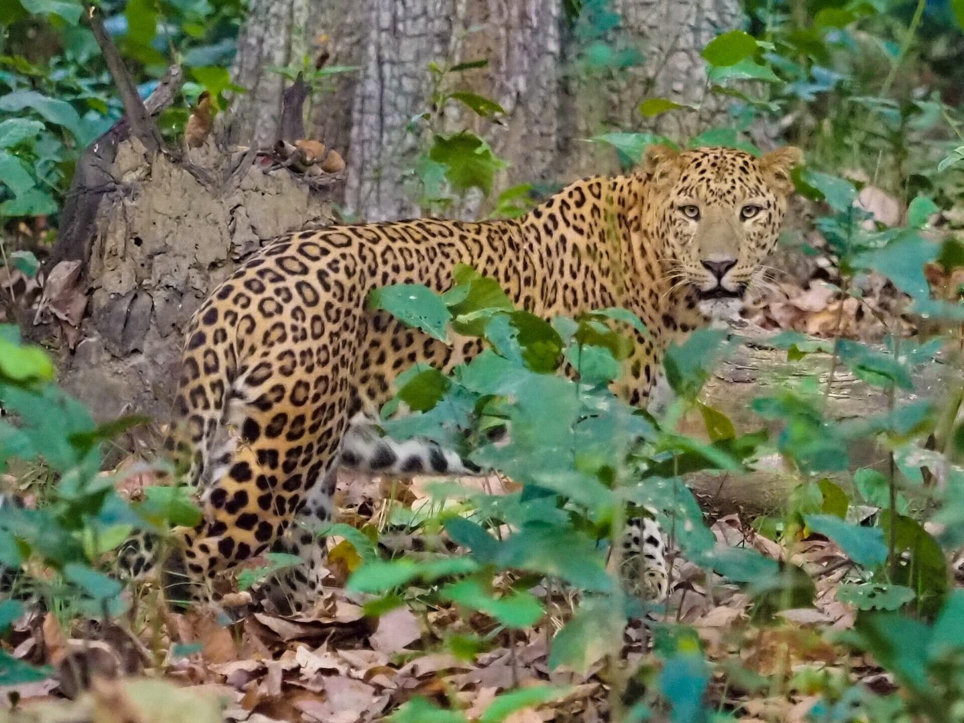 A leopard in a natural setting with trees and foliage.
