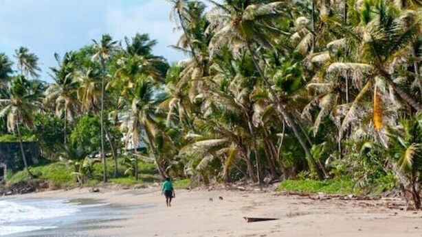 Une plage bordée de palmiers, et une personne qui se promène.