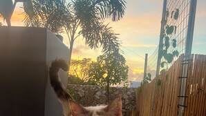 A cat walking on a wooden deck. - Cute hideaway with private pool & garden. Close to nature & beaches. (Bonaire)