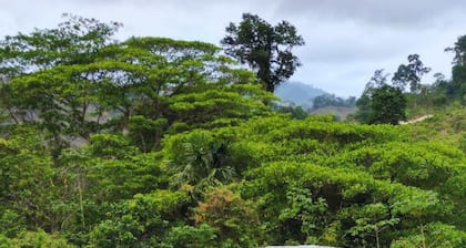 Blue Dot - jungle eco hostel