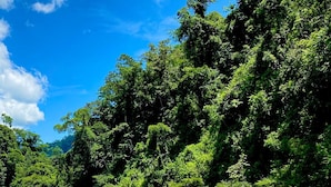 Une rivière aux eaux claires, bordée d’une forêt verdoyante et dense, et entourée de collines.
