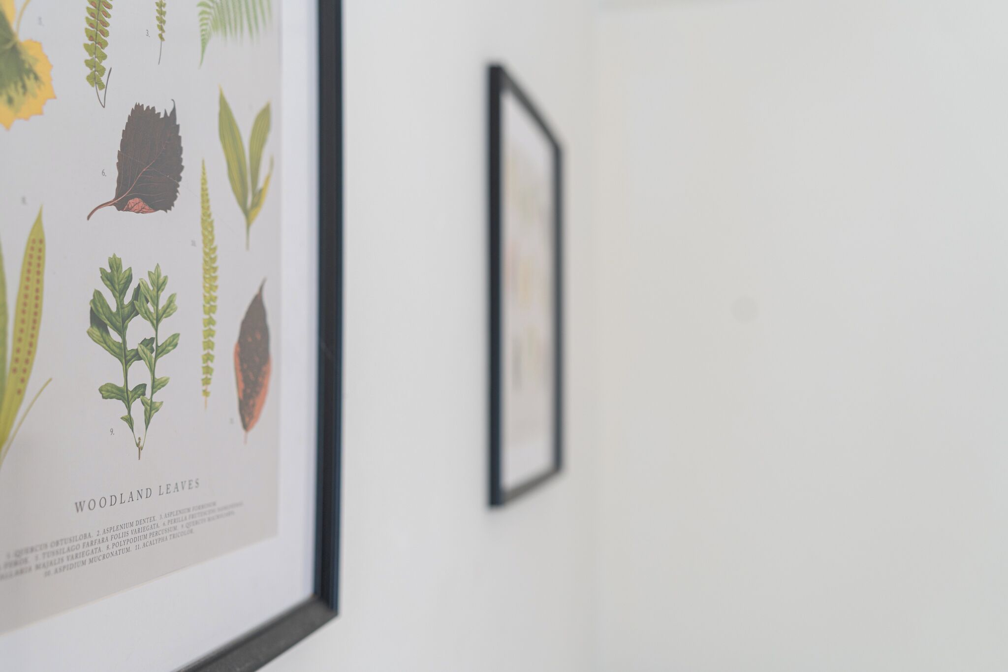 A framed botanical illustration of woodland leaves on a wall.