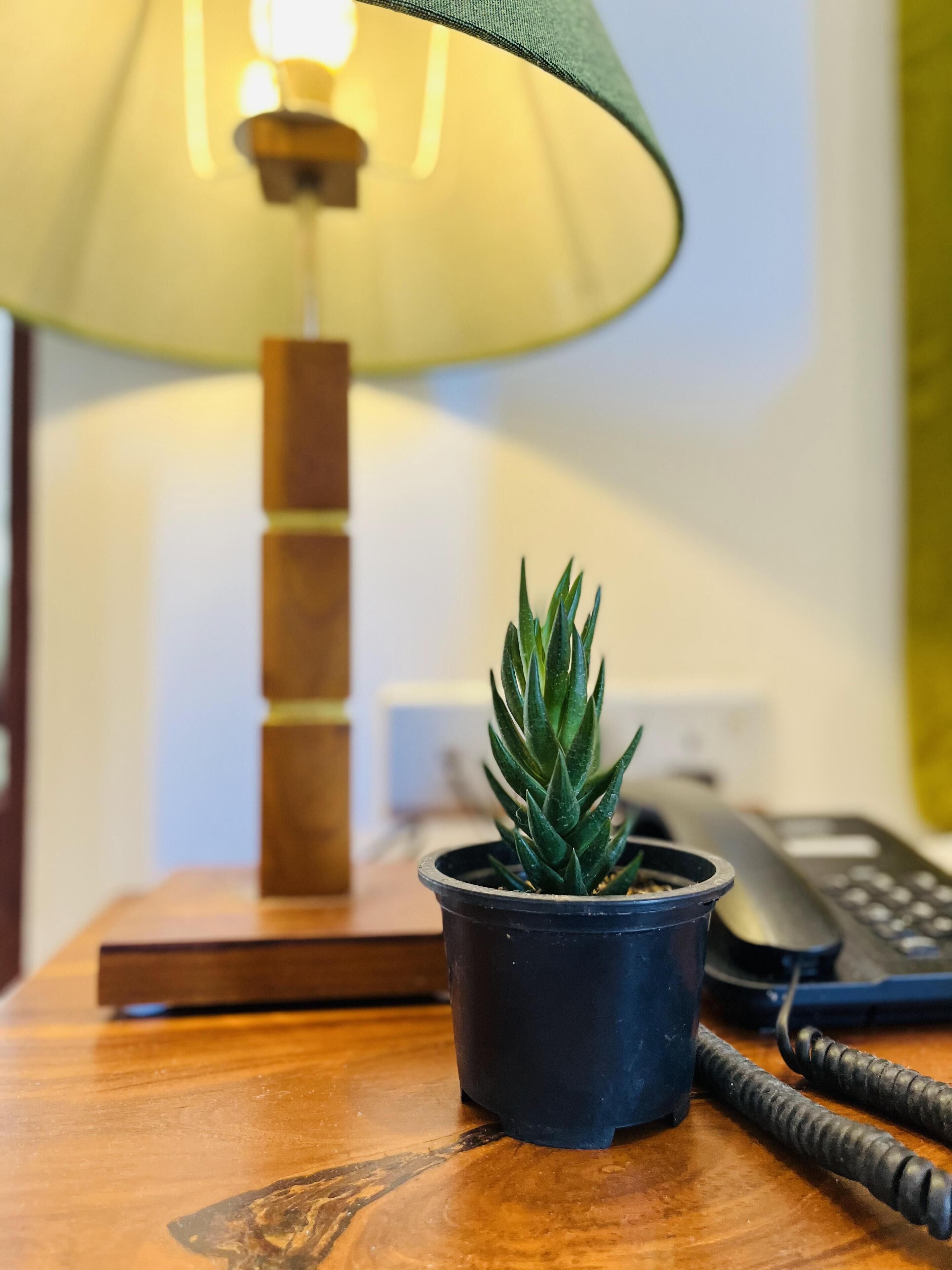 A small potted plant on a wooden table with a lamp and a telephone.