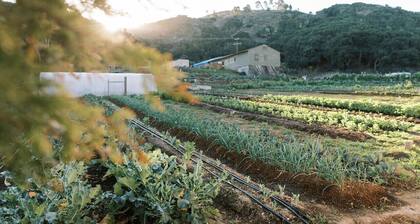 Farmstay in Vintage Remodeled Camper