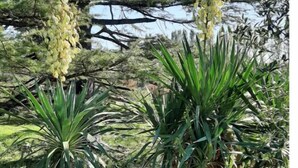 Un jardín con rocas grandes, plantas verdes y un árbol.