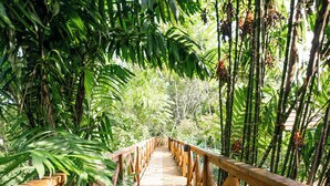 A wooden boardwalk through a lush, green forest. - Jade Jungle Resort (Teakettle Village)