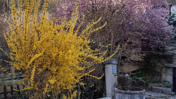 Un perro de pie en un patio con árboles en tonos amarillo y rosa.