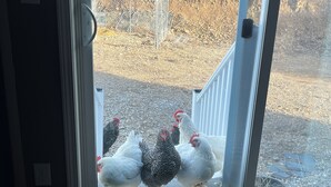 A view through a glass door of a chicken coop with several chickens. - Queen and twin bed Trailer on private beach, Hammocks, tiki torches, fishing (Clifton)