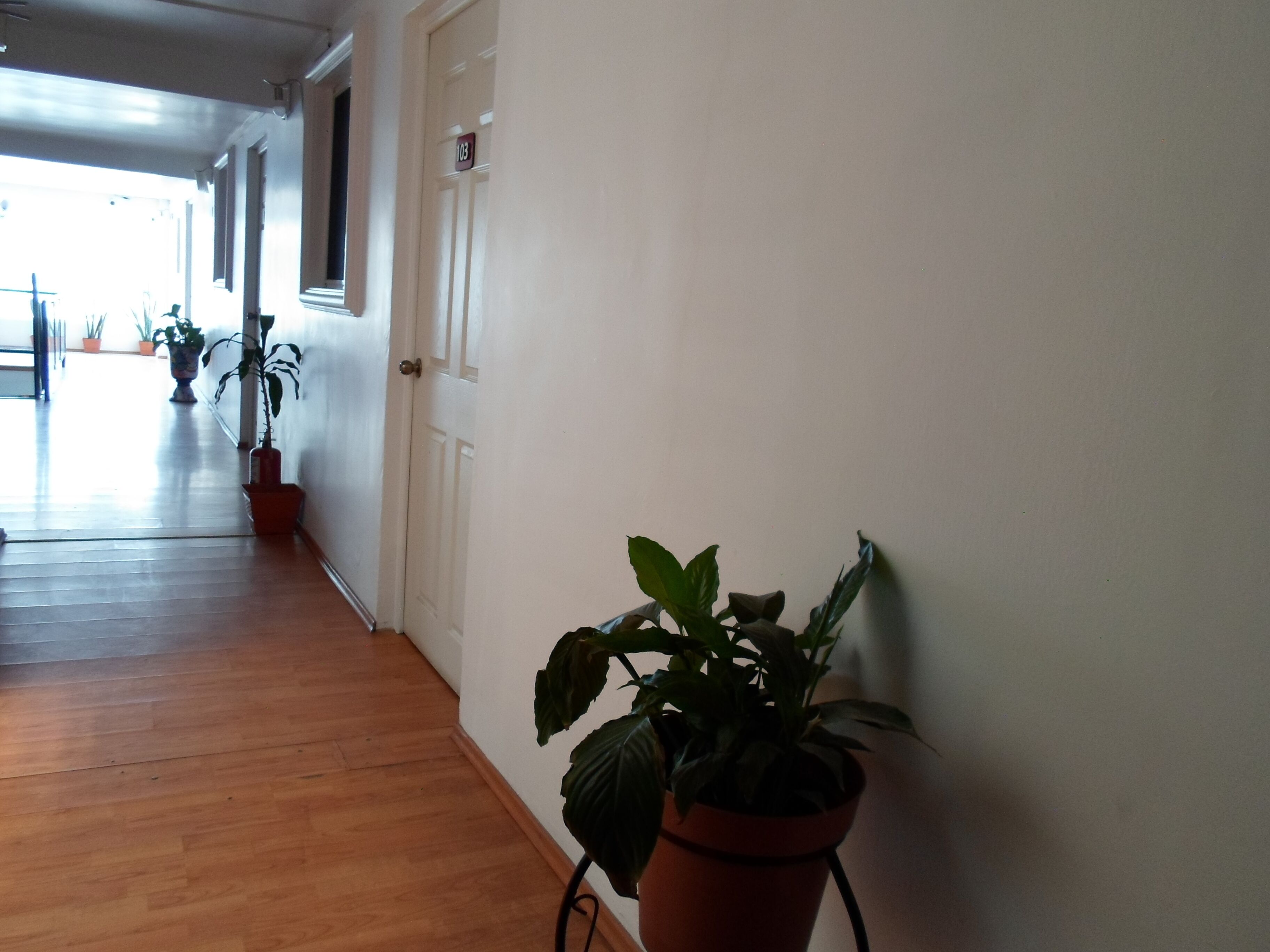 Un pasillo con suelo de madera, paredes blancas y plantas en macetas.