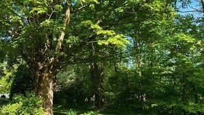 Een verzorgde tuin met een grote boom, gazon en verschillende struiken.