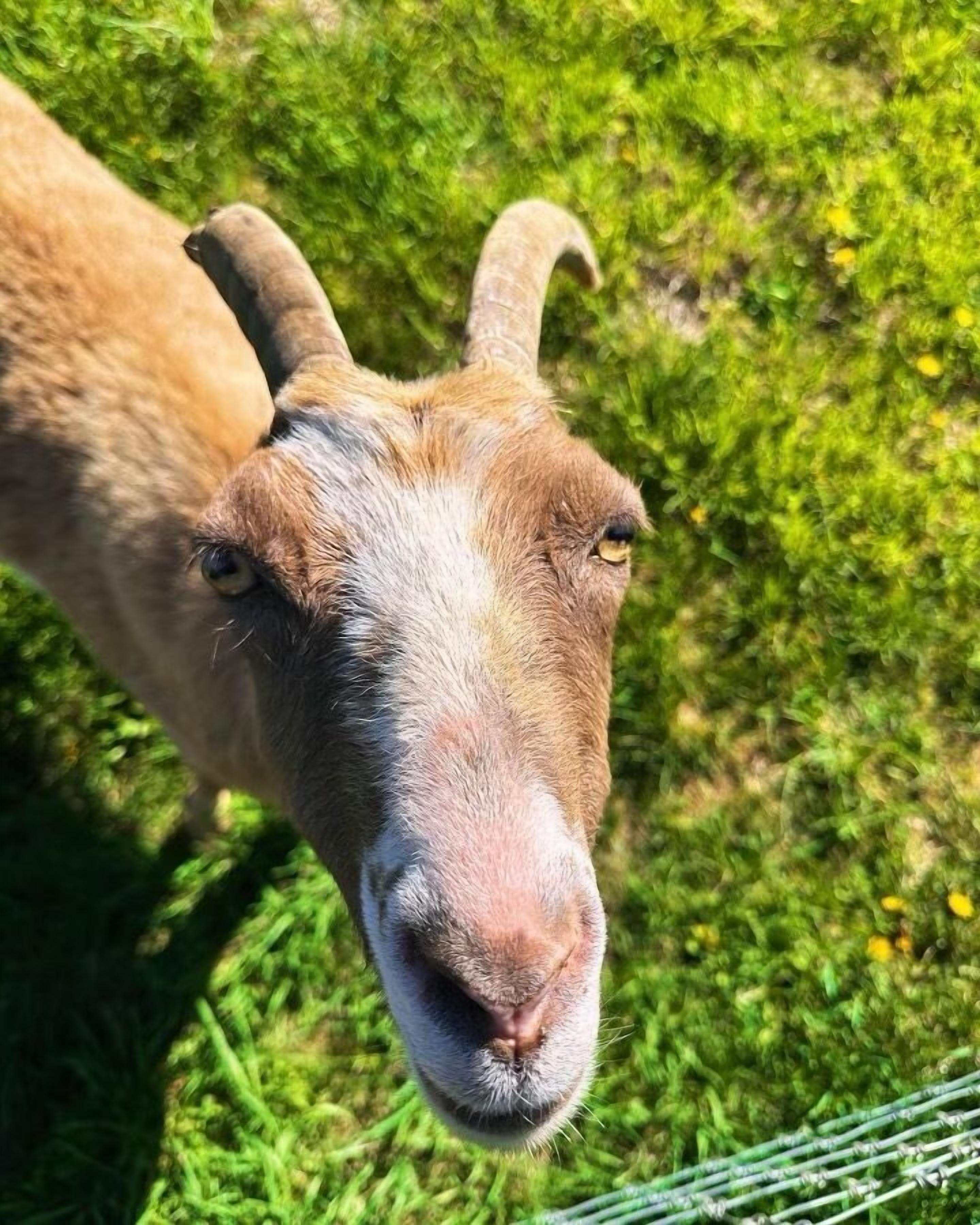 A close-up of a goat's face with a grassy background.