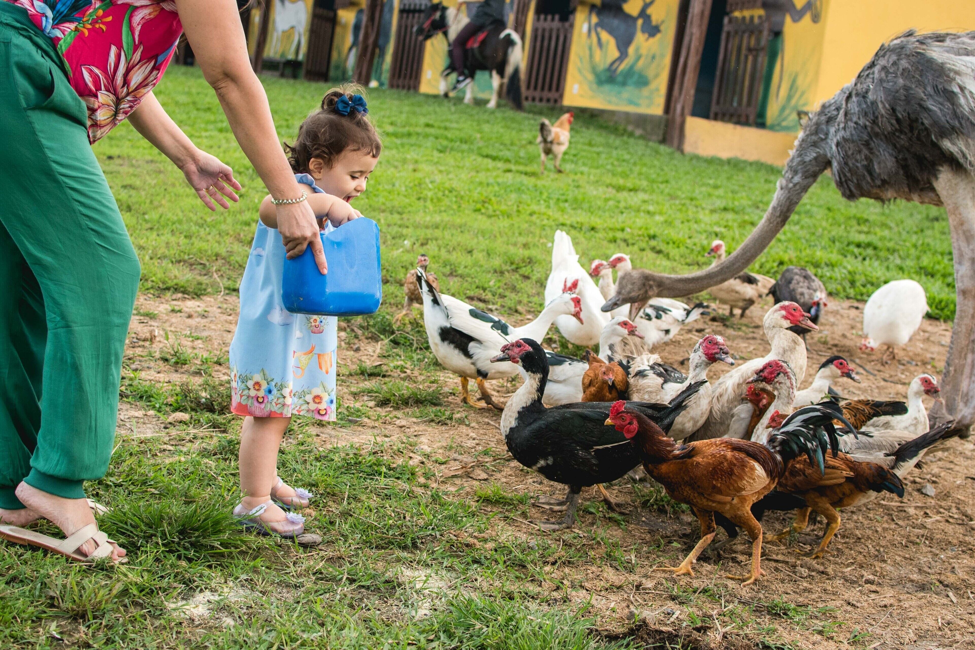 A person feeding chickens in a grassy outdoor area with a building in the background.