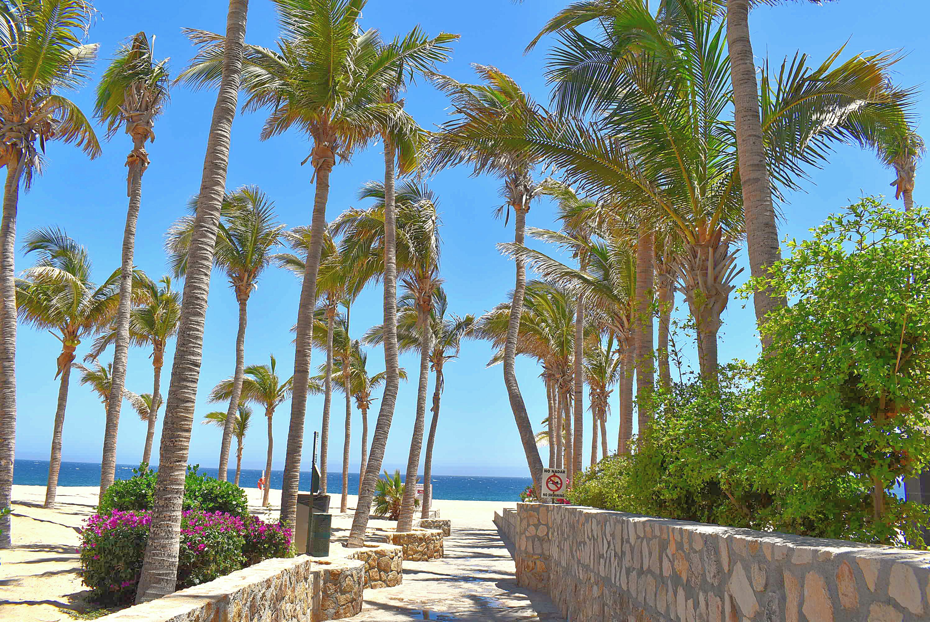A pathway lined with palm trees leading to a beach with a clear view of the ocean.