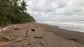 Guests can enjoy a serene beach scene with palm trees, driftwood, and rocks along the shoreline.