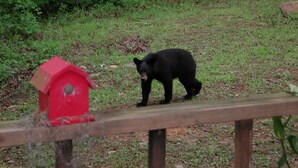 A black bear walking near a red birdhouse on a wooden fence in a grassy area with trees in the background. - Forest Get Away! Surrounded by National Forest. Beautiful home in the woods.  (Mena)