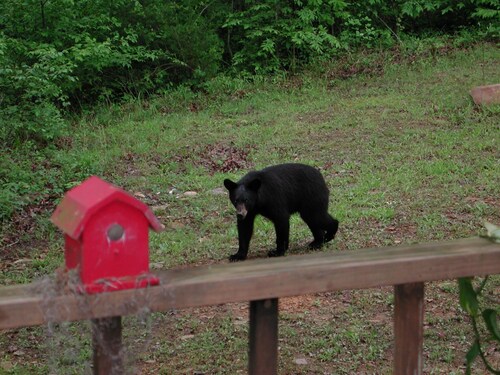 Forest Get Away! Surrounded by National Forest. Beautiful home in the woods. 
