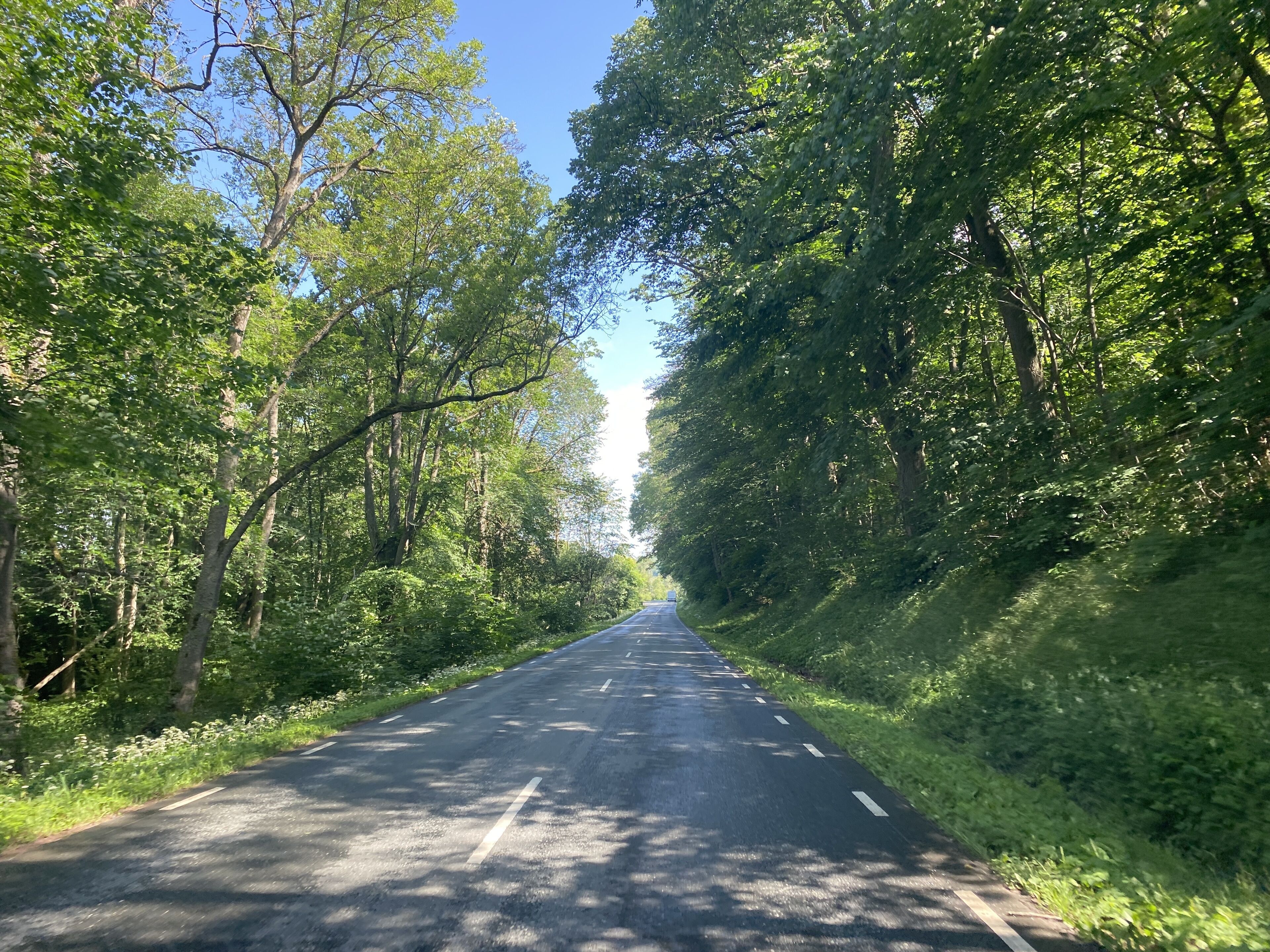 A road flanked by dense green foliage under a clear sky.