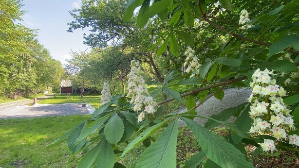 Un árbol con flores blancas y hojas verdes en un entorno similar a un parque.