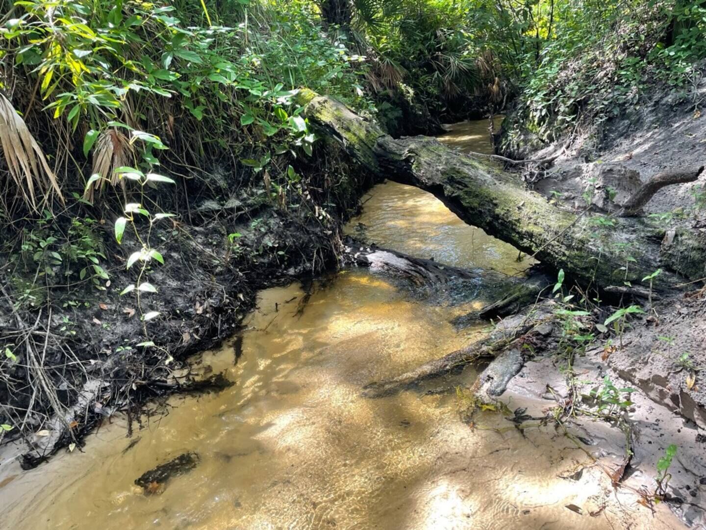 Bamboo Farm On Bullfrog Creek