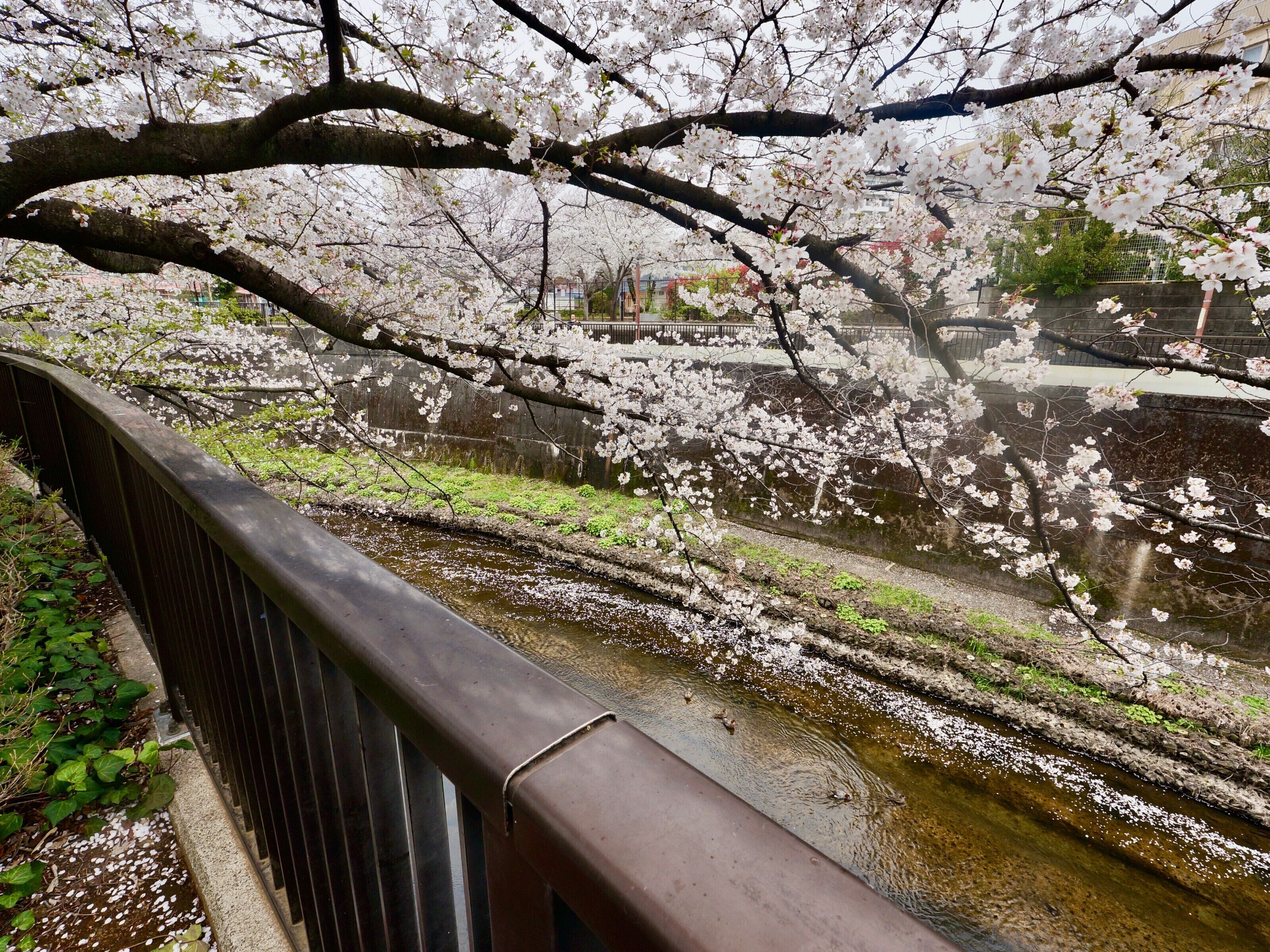Un pont doté d’une rambarde, d’où l’on peut admirer une rivière bordée de cerisiers en fleurs.