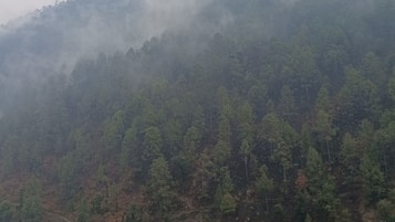 A forested hillside with a path leading up.