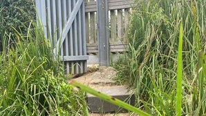 Un sendero que conduce a un portón de madera, rodeado de hierba alta y un seto.