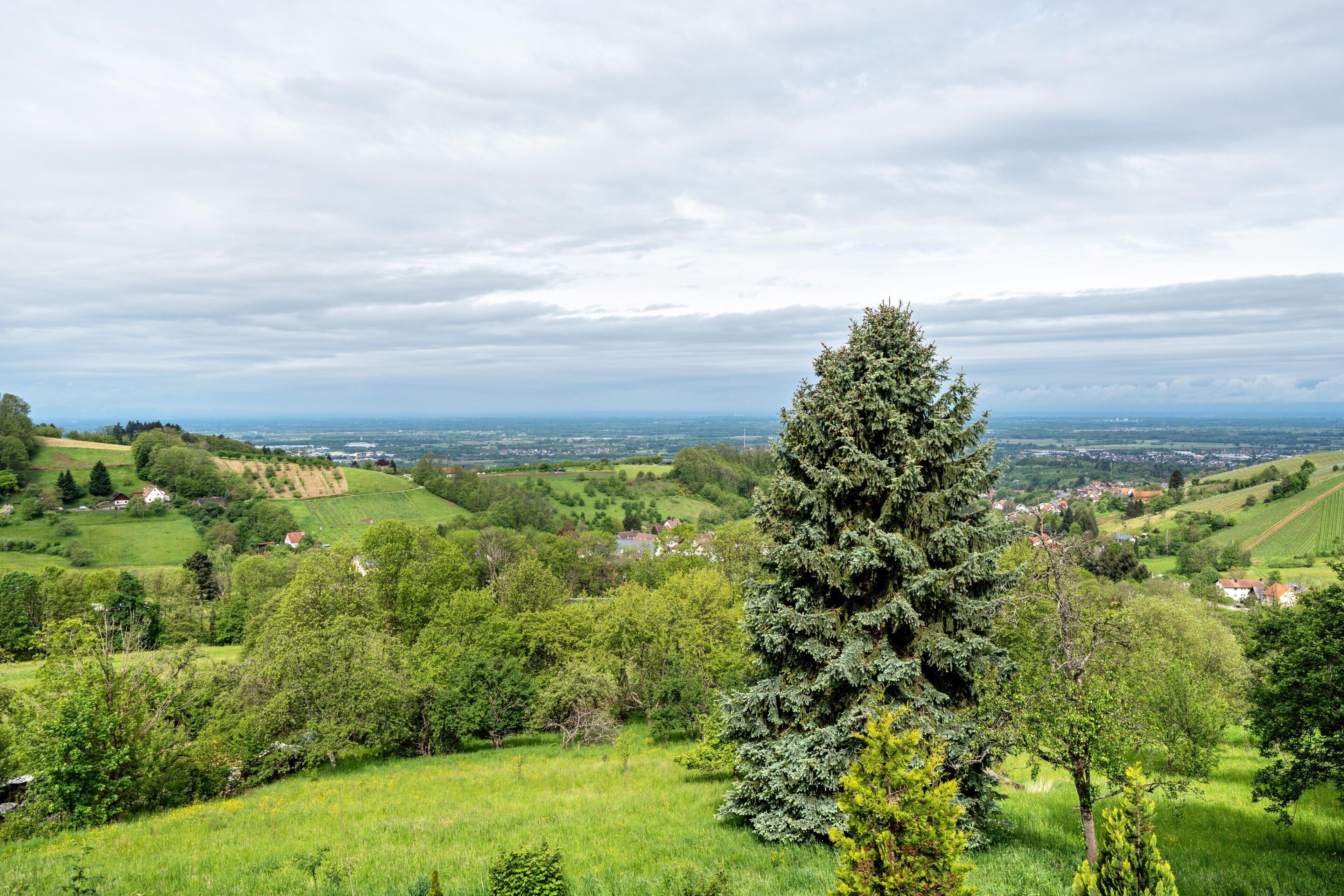 A landscape with rolling hills, a prominent evergreen tree, and a distant town.