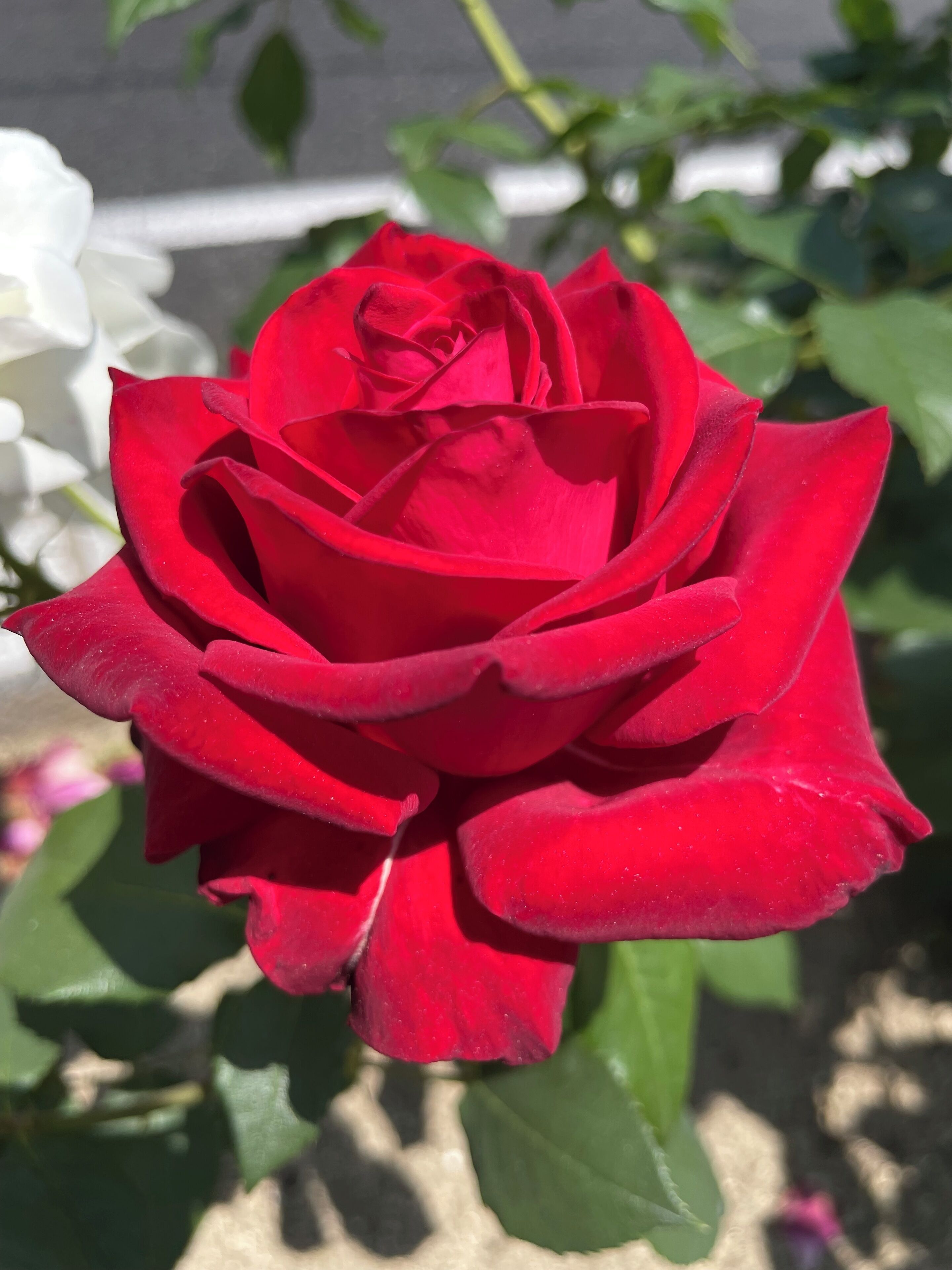 Une rose rouge en pleine floraison.