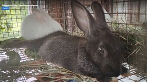Un lapin à l’intérieur d’une cage en fil de fer, avec du foin et une plante.