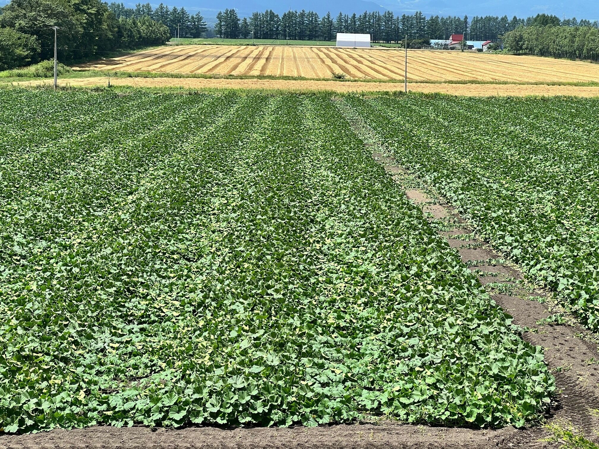 A field with rows of crops, a clear sky, and distant buildings.