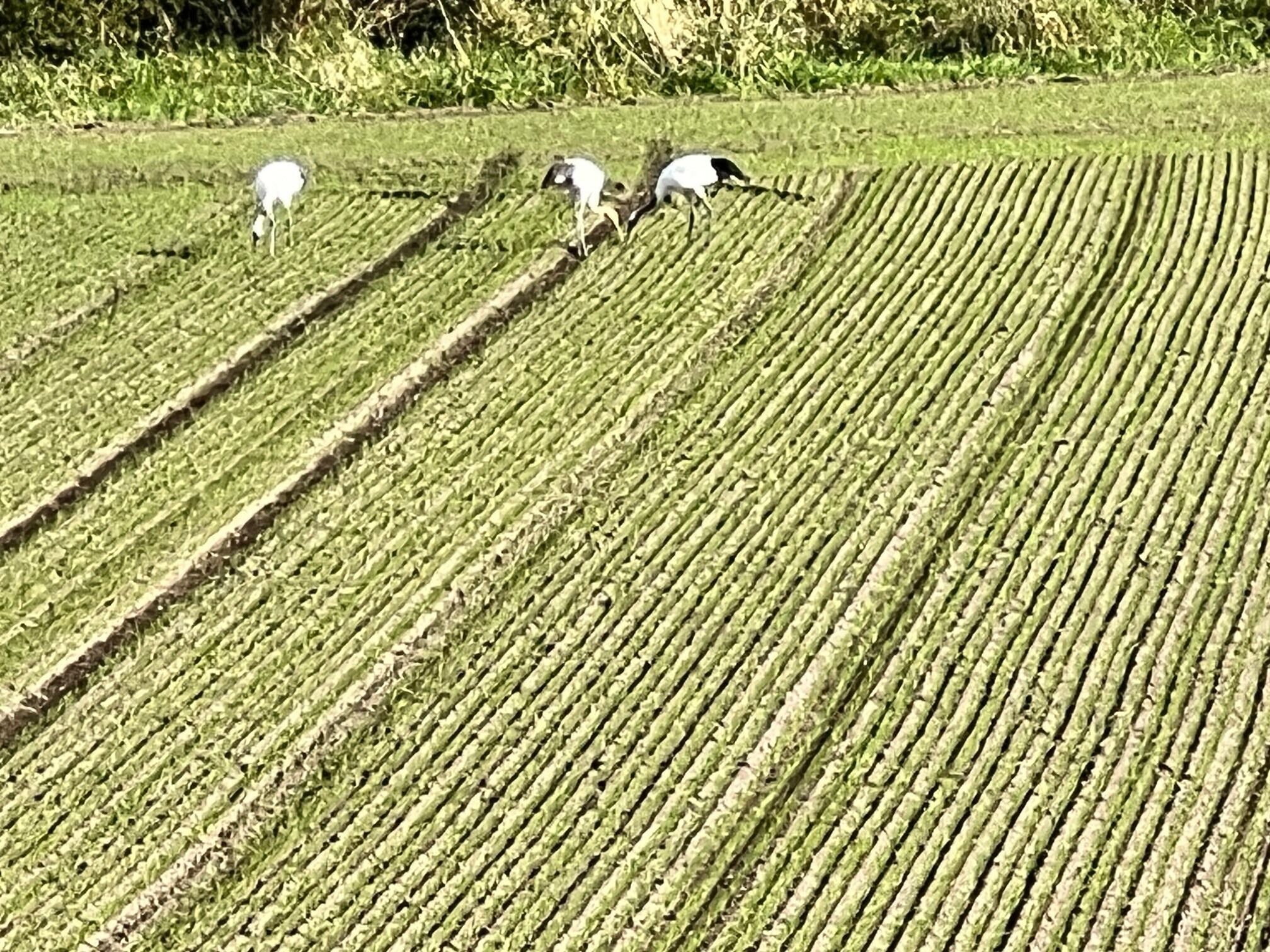 Un campo con hileras de cultivos y algunas aves.