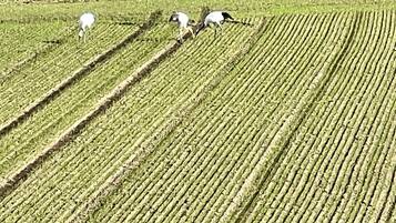 A field with rows of crops and a few birds.
