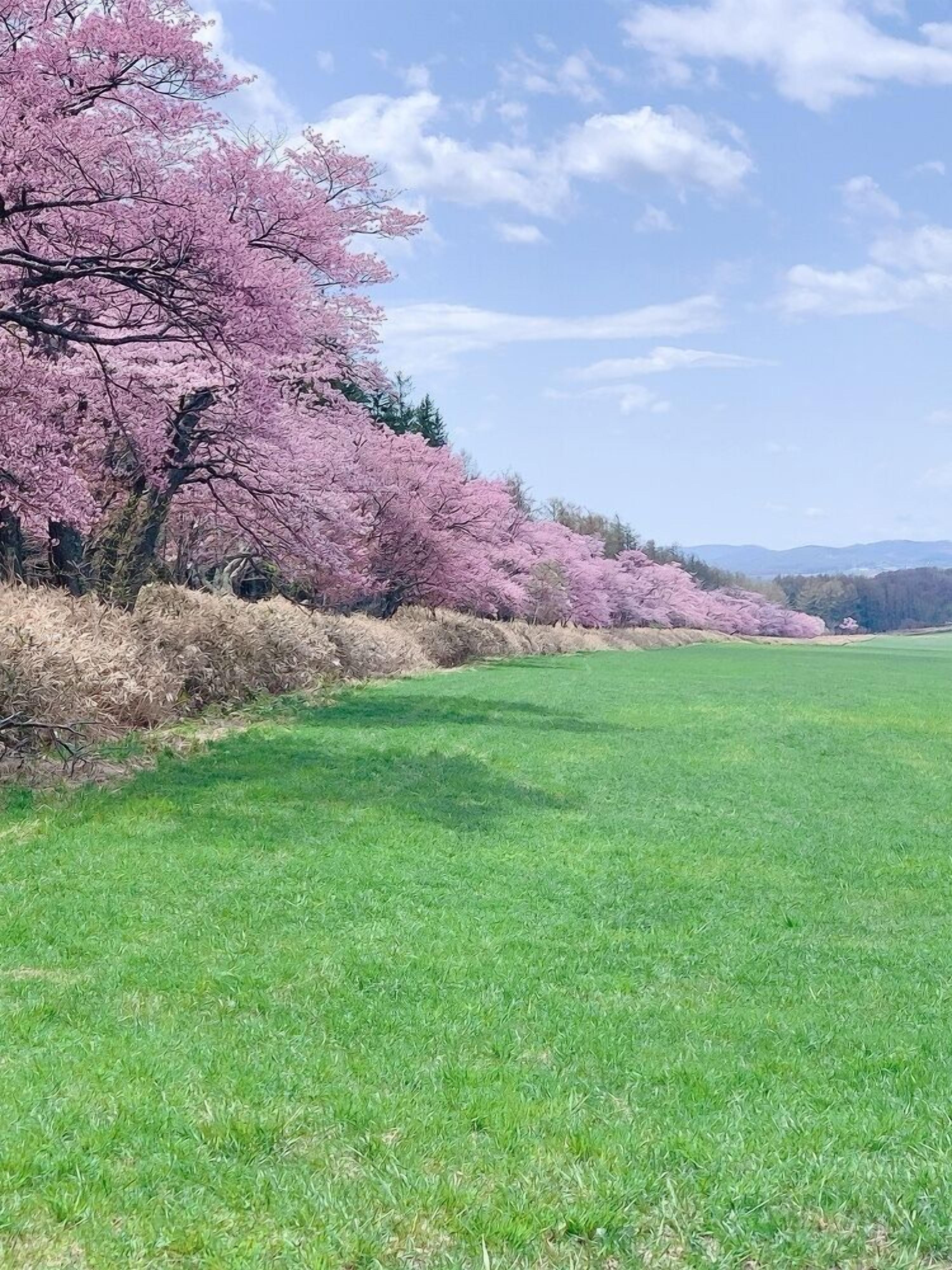 A grassy field with cherry blossom trees in full bloom.