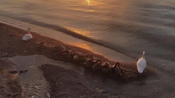 A sunset over a calm body of water with a sandy shore.
