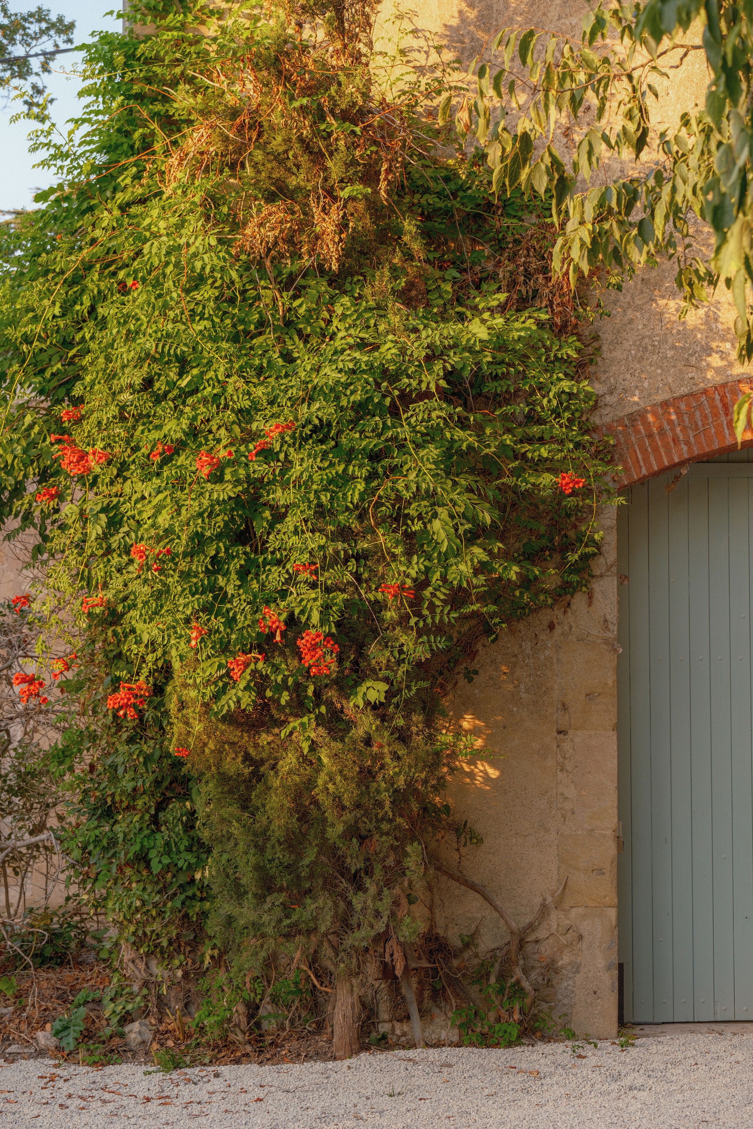 Un edificio con puerta verde, rodeado de follaje denso y flores rojas.