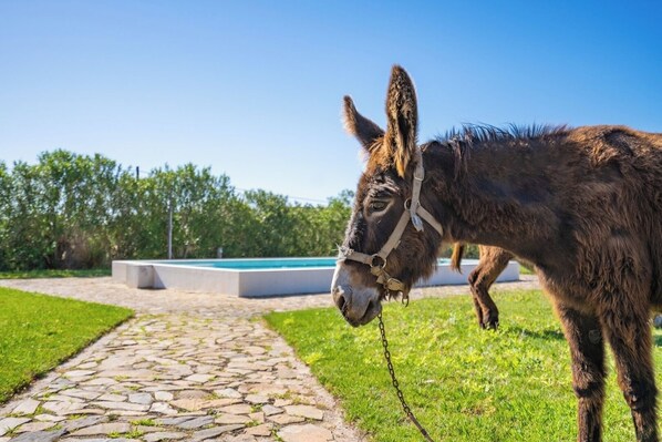 A tranquil outdoor space features a donkey standing on a stone pathway, with a swimming pool and low hedge in the background.