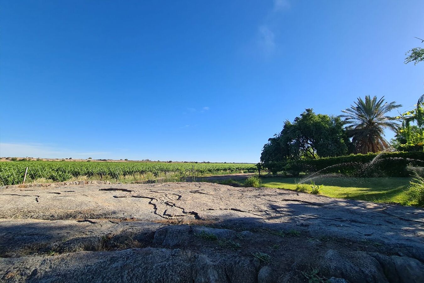 Un paysage rocheux, avec un vignoble en arrière-plan et un palmier sur la droite.