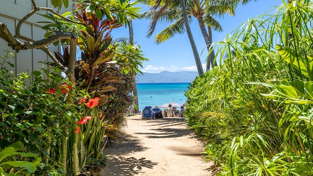 Un sendero que lleva a una playa con palmeras y plantas tropicales.