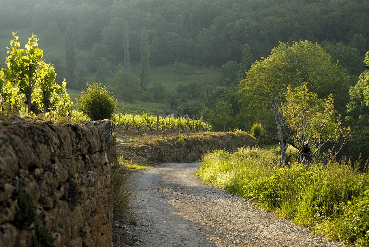Camino rural rodeado de viñedos y árboles.