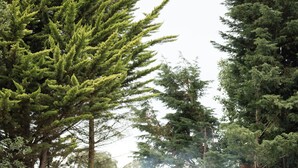 Uma cabana de madeira com telhado de palha, cercada por uma barreira de corda, situada numa área arborizada com um caminho de cascalho que leva até ela.
