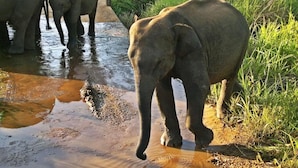 Elephants near a water source in a natural setting.