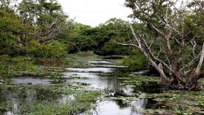 A calm river with trees and vegetation on both sides.