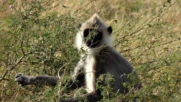 Bidet, serviettes fournies, savon, shampoing