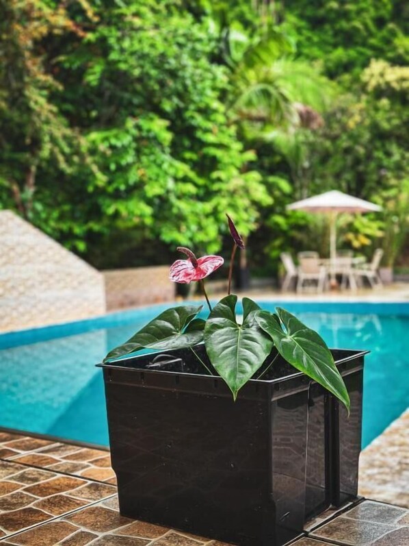 A potted plant with a pink flower in a black pot by a swimming pool.