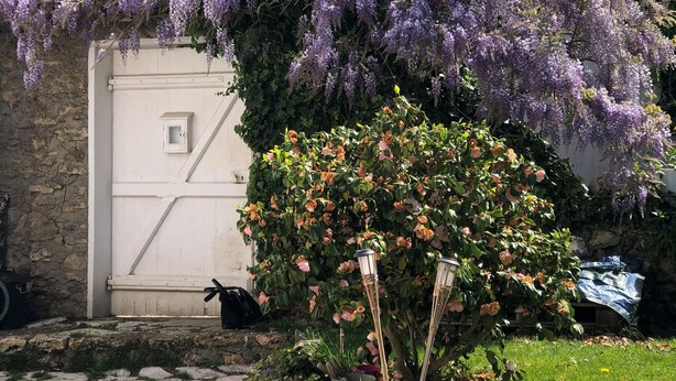 A garden with a white gate, a bush with pink flowers, and purple wisteria hanging over the gate.
