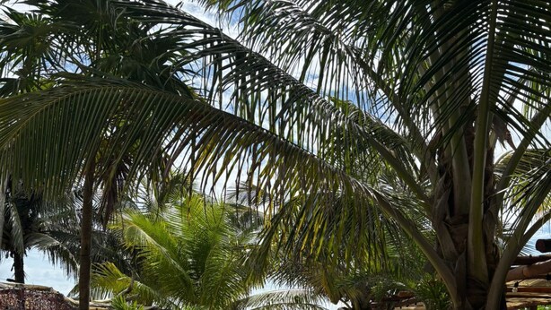 A beachside restaurant with thatched umbrellas, palm trees, and a wooden deck leading to the water. - 7mo Color Hotel Boutique (Mahahual)