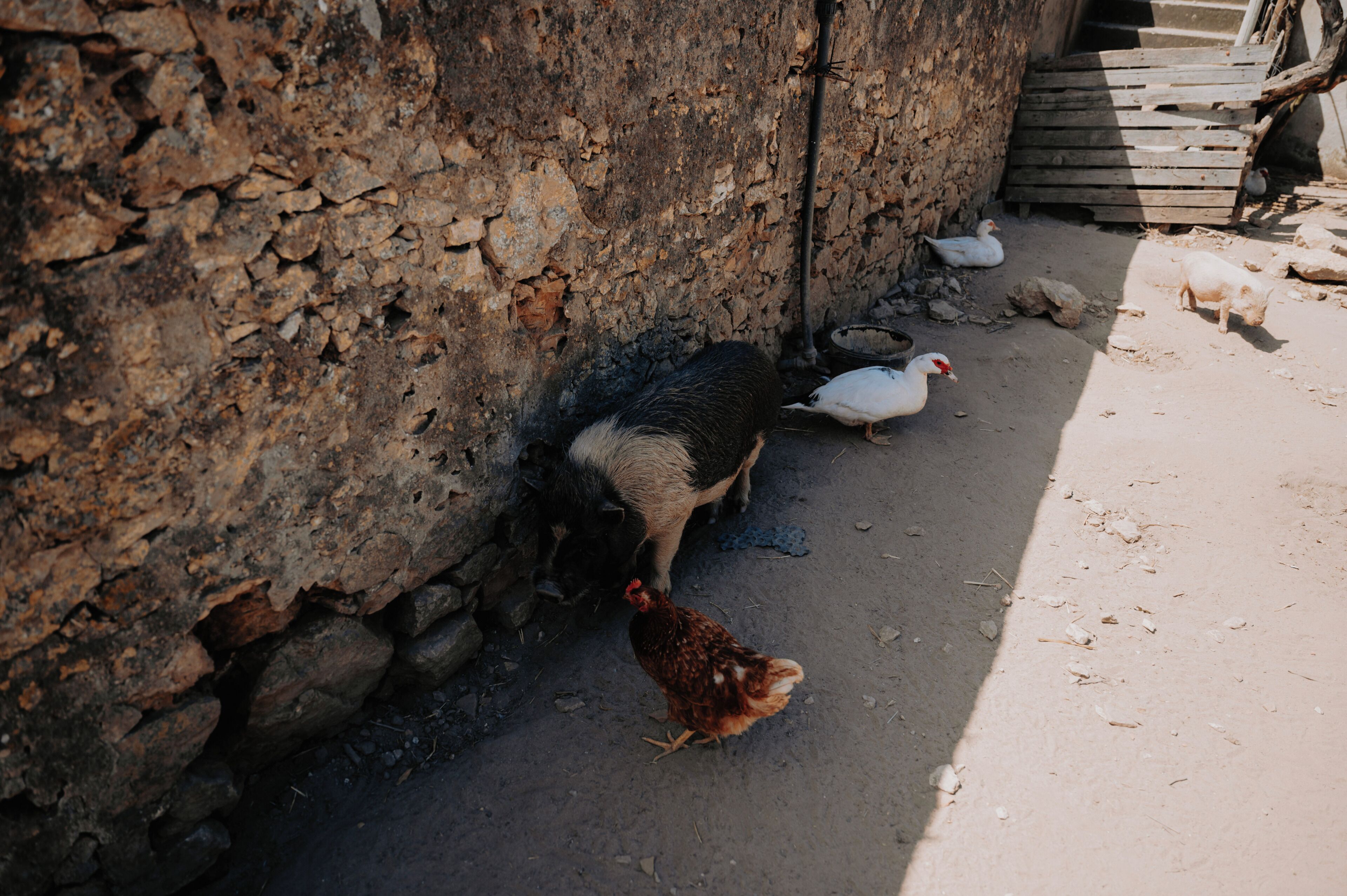 A rustic stone wall with a pig and a chicken near it.
