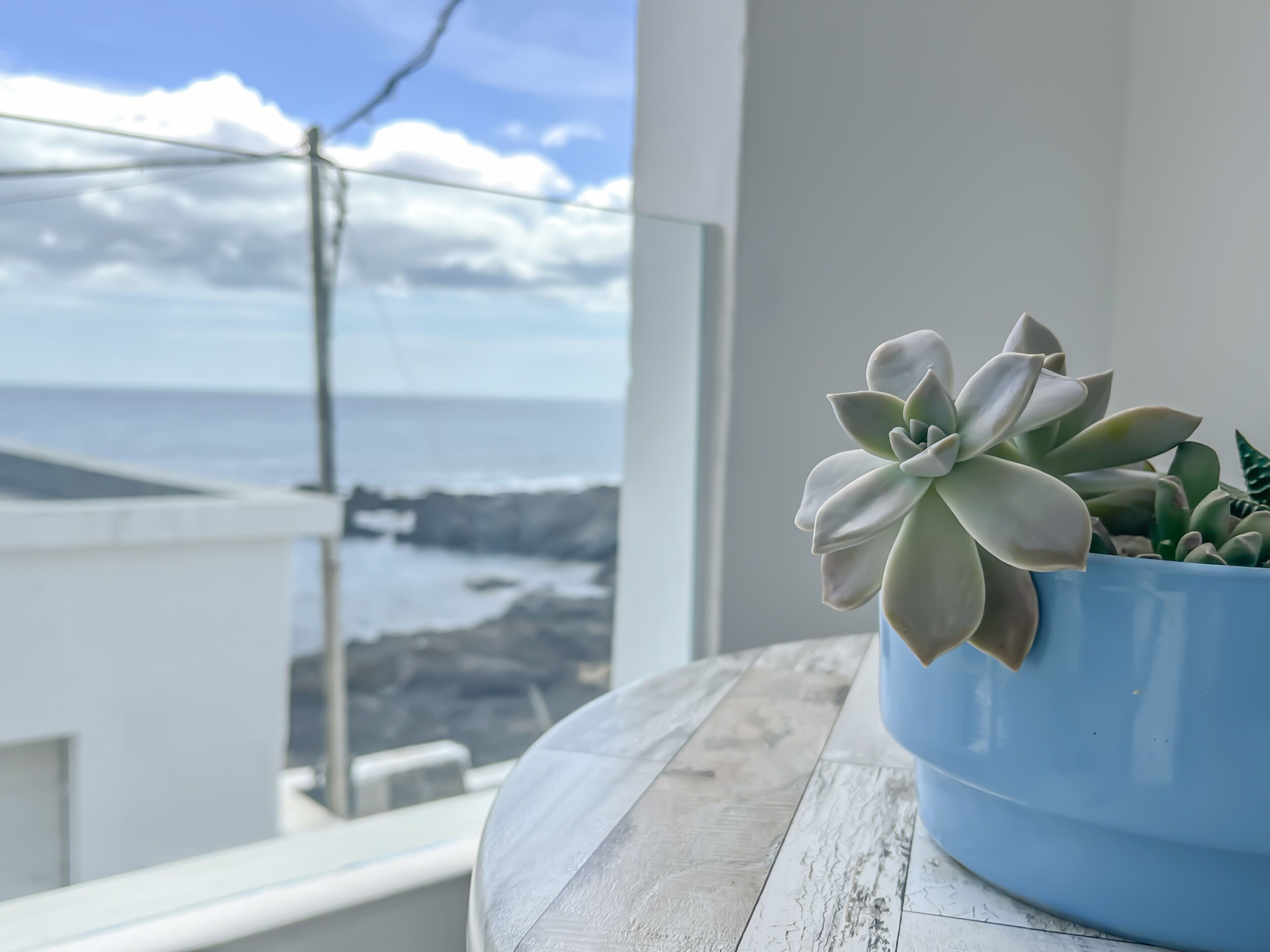 Eine im Topf stehende Sukkulente auf einem Balkon mit Blick auf das Meer und die felsige Küste.