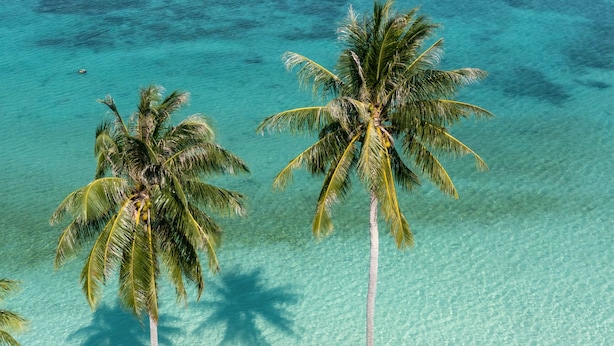Two palm trees with clear turquoise water around them.