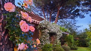 Property grounds - VILLA LE MAS DE PERSE (Le Plan-de-la-Tour)